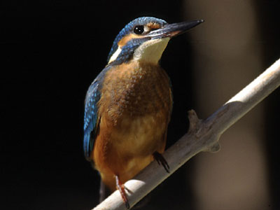 CA��N DE ALMADENES