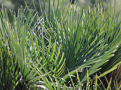 SIERRA DE LA MUELA, CABO TI�OSO Y ROLD�N
