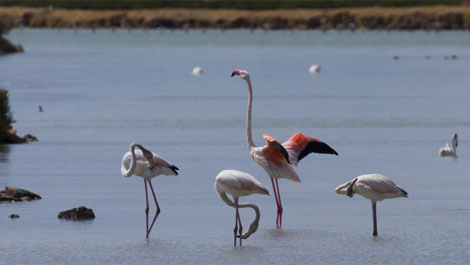 Ms informacin sobre San Pedro del Pinatar