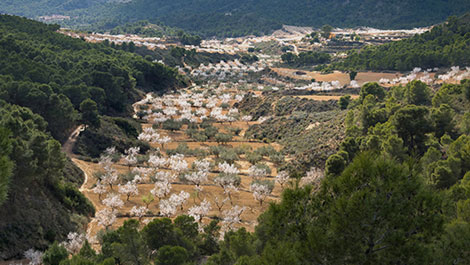 Floracin en la Regin de Murcia