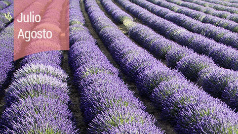 Floracin de la lavanda