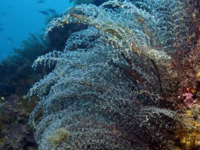 Buceo Cabo de Palos e Islas Hormigas