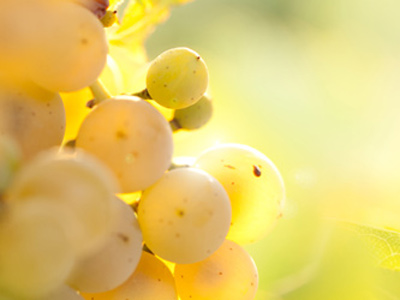 Variedades de Uva Blanca