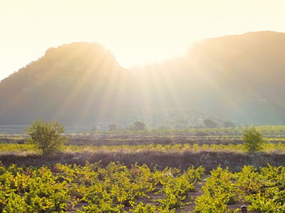 Un da de Enoturismo en Jumilla